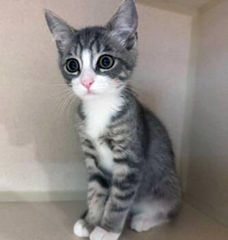 JAN -  Tabby Cat for Adoption in San Clemente, California - JAN | PetCurious