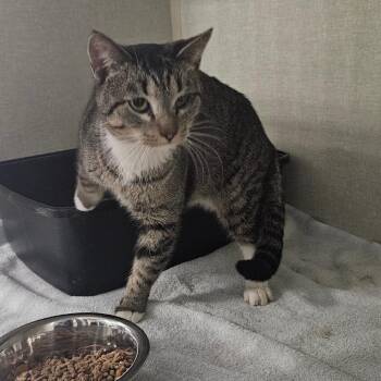 Domestic Short Hair Cats Available for Adoption - Naveen | PetCurious