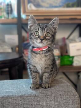 Ruby -  Tabby and Domestic Short Hair Cat for Adoption in Fremont, California - Ruby | PetCurious
