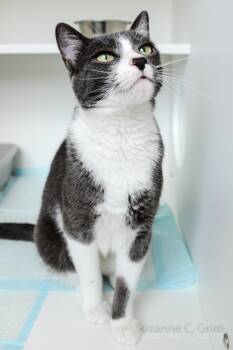 Rescue Domestic Short Hair Cats for Adoption in Elmwood, Louisiana - Ezra | PetCurious