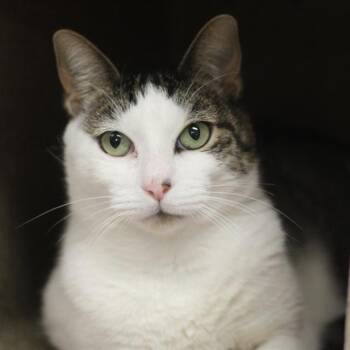 CHARLIE CATNIP -  Domestic Short Hair Cat Available for Adoption in Barnstable, Massachusetts - CHARLIE CATNIP | PetCurious