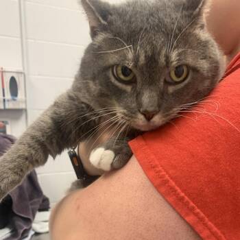 Domestic Short Hair Cats Available for Adoption in West Palm Beach, Florida - Cheeseburger | PetCurious