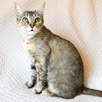 Luna -  Domestic Short Hair Cat for Adoption in Prosper, Texas - Luna | PetCurious