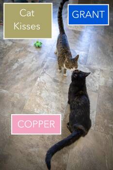 Tabby and Tuxedo Cats Available for Adoption - Grant (FCID# 03/23/2026 - 24 Trainer) C | PetCurious