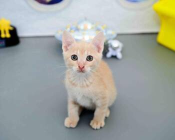 Elmo -  Domestic Short Hair Cat for Adoption in Jefferson, Louisiana - Elmo | PetCurious