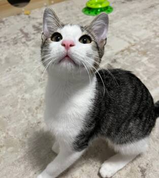 Rescue Domestic Short Hair Cats for Adoption in Lemont, Illinois - Larry | PetCurious