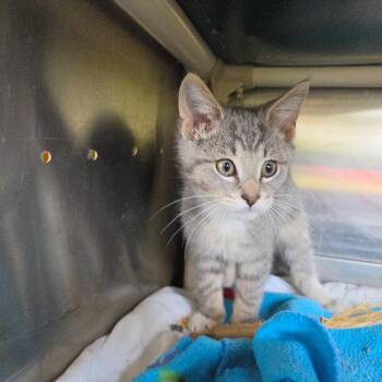 Domestic Short Hair Cats Available for Adoption in Rock Falls, Illinois - Mantis | PetCurious