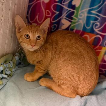Spike -  Domestic Short Hair Cat for Adoption - Spike | PetCurious