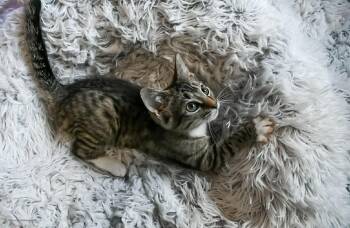 260252  Rosalee -  Domestic Short Hair Cat for Adoption in Wetumpka, Alabama - 260252  Rosalee | PetCurious
