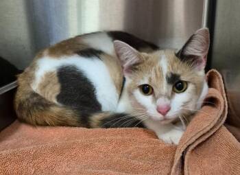 Aurelia -  Domestic Short Hair Cat for Adoption in Christiansburg, Virginia - Aurelia | PetCurious