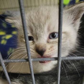 Sausage Gravy -  Domestic Short Hair Cat for Adoption in Belfair, Washington - Sausage Gravy | PetCurious