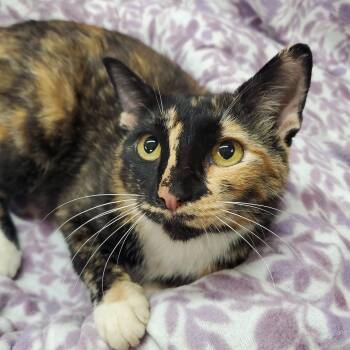 Charm -  Domestic Short Hair Cat for Adoption in Marseilles, Illinois - Charm | PetCurious