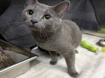 WONDERFUL -  Domestic Short Hair Cat for Adoption in Derwood, Maryland - WONDERFUL | PetCurious