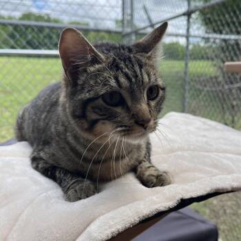 Domestic Short Hair Cats Available for Adoption in Pauls Valley, Oklahoma - Rootbeer | PetCurious