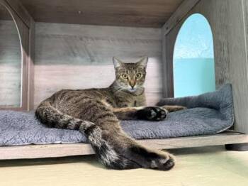 Domestic Short Hair Cats Available for Adoption in Key West, Florida - Peach | PetCurious