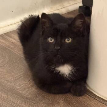 Domestic Short Hair Cats Available for Adoption - Oreo | PetCurious