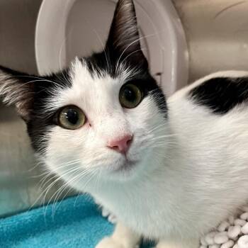 Domestic Short Hair Cats Available for Adoption - 0135-C26 | PetCurious