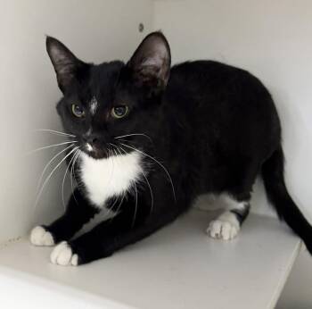 Oliver -  Domestic Short Hair Cat for Adoption in Rochester, Indiana - Oliver | PetCurious