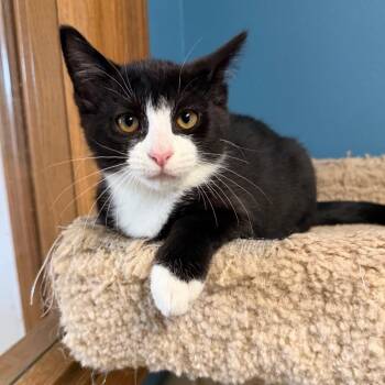 Beef -  Domestic Short Hair Cat for Adoption in Milford, Iowa - Beef | PetCurious