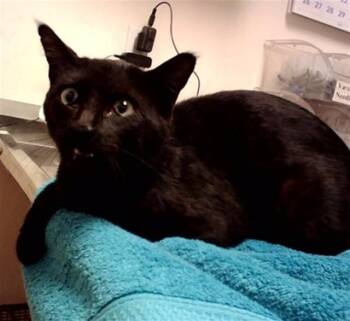 CONRAD -  Domestic Short Hair Cat for Adoption in Martinez, California - CONRAD | PetCurious