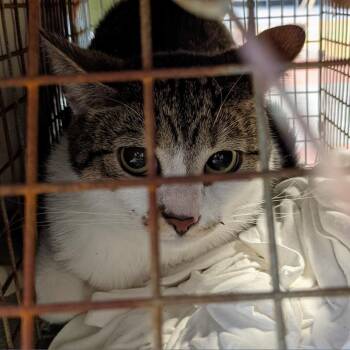 Chuck -  Domestic Short Hair Cat for Adoption in Philadelphia, Pennsylvania - Chuck | PetCurious