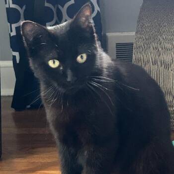 Rescue Domestic Short Hair Cats for Adoption in Westport, Connecticut - Sunshine Desoto | PetCurious