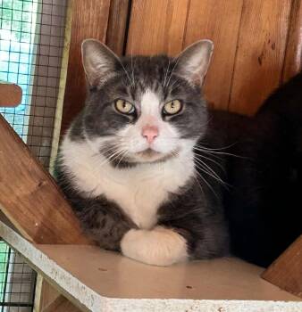 WATSON (CR-SC) -  Domestic Short Hair Cat for Adoption in Sainte-angèle-de-monnoir, Quebec - WATSON (CR-SC) | PetCurious