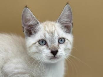 Pine -  Domestic Short Hair Cat for Adoption in Portland, Oregon - Pine | PetCurious