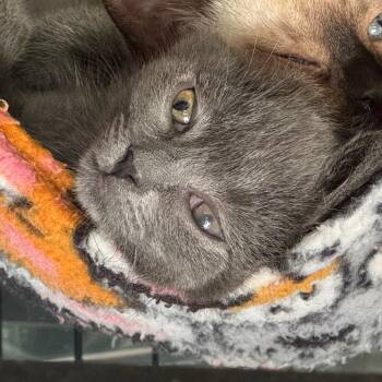 Domestic Short Hair Cats Available for Adoption in Westminster, California - Weddell | PetCurious