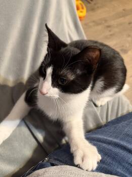 Braveheart -  Domestic Short Hair Cat for Adoption in Greenwich Township, New Jersey - Braveheart | PetCurious