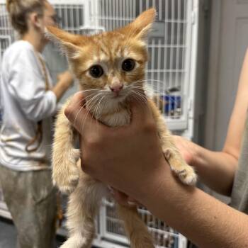 Domestic Short Hair Cats Available for Adoption in Columbia, South Carolina - Fivel | PetCurious