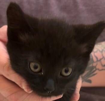 TREVOR -  Domestic Short Hair Cat for Adoption in Elizabethton, Tennessee - TREVOR | PetCurious