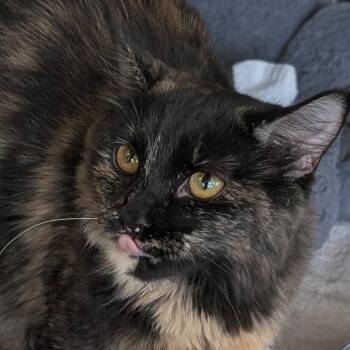 Ragamuffin -  Domestic Short Hair Cat for Adoption in Asheville, North Carolina - Ragamuffin | PetCurious