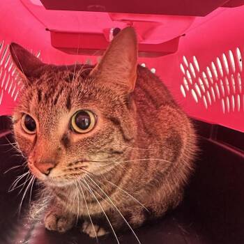 Domestic Short Hair Cats Available for Adoption - Binky | PetCurious