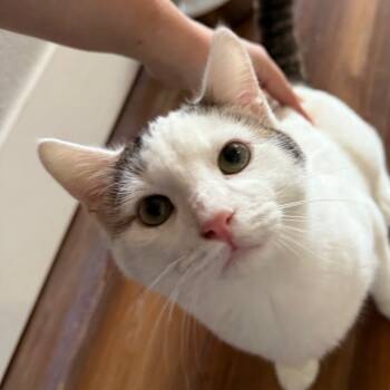 Rescue Domestic Short Hair Cats for Adoption in Midland, Texas - Sparkie | PetCurious