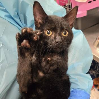 Domestic Short Hair Cats Available for Adoption in Nashville, Tennessee - Cole | PetCurious