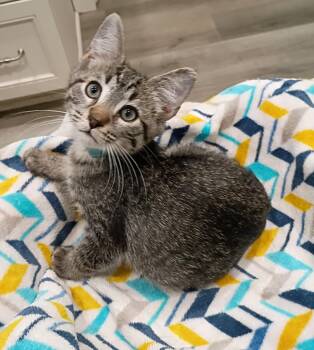 Pepsi - super snuggly -  Domestic Short Hair Cat for Adoption in Hendersonville, Tennessee - Pepsi - Super Snuggly | PetCurious