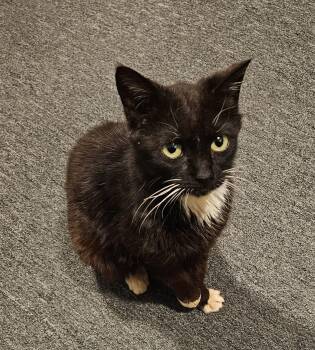 Domestic Medium Hair Cats Available for Adoption in Blairsville, Georgia - Grace | PetCurious