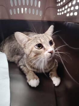 Tapioca -  Domestic Short Hair Cat for Adoption in Clarksville, Tennessee - Tapioca | PetCurious