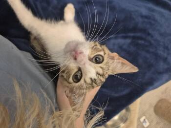 Shrimp -  Domestic Short Hair Cat Available for Adoption in Treasure Island, Florida - Shrimp | PetCurious