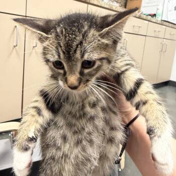 Gnocchi -  Domestic Short Hair Cat for Adoption in Dickinson, Texas - Gnocchi | PetCurious
