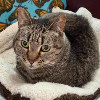 Tabby Cats Available for Adoption in Richland, Michigan - Autumn | PetCurious