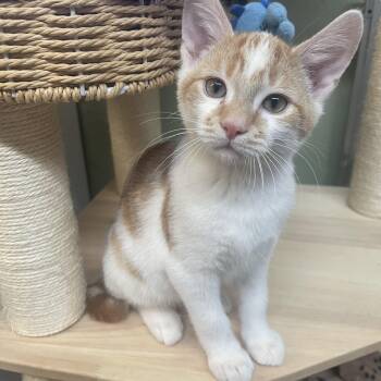 STUBBS -  American Shorthair Cat for Adoption in Pinedale, Wyoming - STUBBS | PetCurious