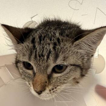 Domestic Short Hair Cats Available for Adoption in Leander, Texas - Riley | PetCurious