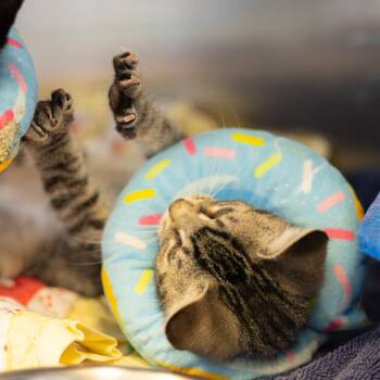 Frodo -  Domestic Short Hair Cat Available for Adoption - Frodo | PetCurious