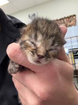Chip -  Domestic Short Hair Cat for Adoption in Park Row, Texas - Chip | PetCurious