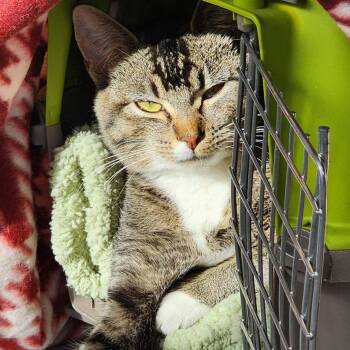Domestic Short Hair Cats Available for Adoption - Gypsy | PetCurious