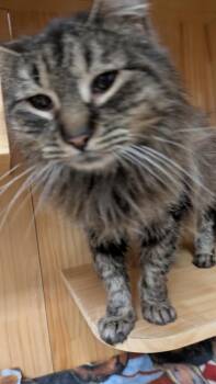 Domestic Medium Hair Cats Available for Adoption - Angus McFluff | PetCurious