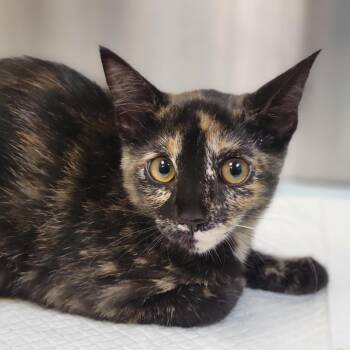 Nori -  Domestic Short Hair Cat for Adoption in Sarasota, Florida - Nori | PetCurious