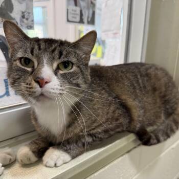 Rescue Domestic Short Hair Cats for Adoption in Latrobe, Pennsylvania - Simon | PetCurious